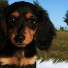 Dachshunds from Nickledachs Miniature Dachshunds