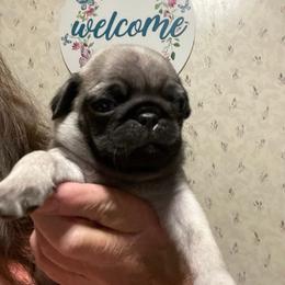 Boy 1 - Fawn male Pug puppy in Olin, North Carolina from Piggy Pugs