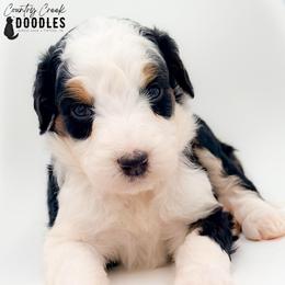 Connor - Tri-color male Bernedoodle puppy in Tipton, Indiana from Country Creek Doodles