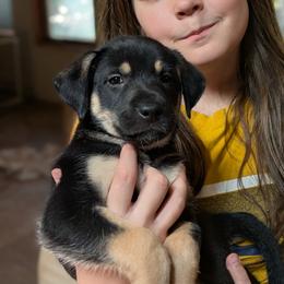 Paloma - Black white and tan male Xoloitzcuintli puppy in Tecumseh, Oklahoma from Junkyard Xolos