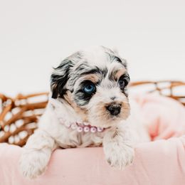 Hope - Black and white female Cockapoo puppy in Montana from Parti Puppies