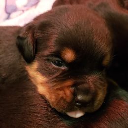 Miniature Australian Shepherd and Rottweiler Puppies from Woodhaven Rottweilers