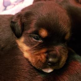 Miniature Australian Shepherd and Rottweiler Puppies from Woodhaven Rottweilers