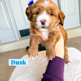 Dusk - Buff and white male Cockapoo puppy in West Haven, Utah from Split Mountain Doodles