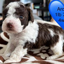 Archie - Brown male Poodle puppy in Mineral Wells, Texas from S.H.A.R.P.’s Toy Poodles