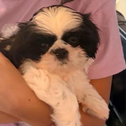 Malorie - Black and white female Shih Tzu puppy in Hemet, California from Aloha Shih Tzu