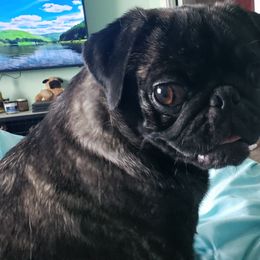 Coco - Pug (Non-standard)