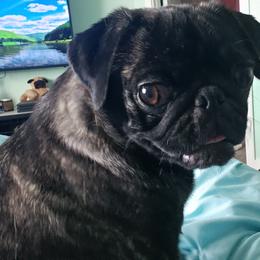 Coco - Pug (Non-standard)