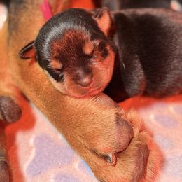 Puppy 4 - Black and mahogany male Rottweiler puppy in Arizona from TRK Rottweilers