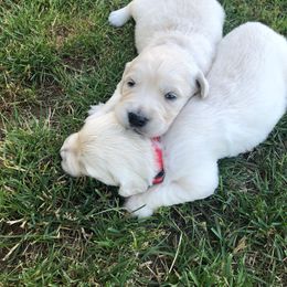Golden Retriever Puppies from Freedom Retrievers