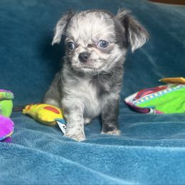 Cruze - Merle male Chihuahua puppy in Charlevoix, Michigan from Steadfast Chihuahua’s
