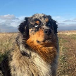 Chuck - Australian Shepherd