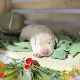 Female - Yellow female Labrador Retriever puppy in Suffolk County, New York from South Shore Labradors