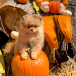 Rolo - Chocolate merle male Pomeranian puppy in Stockton, California from Pommiepalace