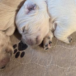 Orange - Golden male Golden Retriever puppy in Lucasville, Ohio from Halo Kennels