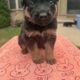 Theodore Jr - Black and tan male German Shepherd puppy in Spring Grove, Pennsylvania from Keystone Herman Shepards