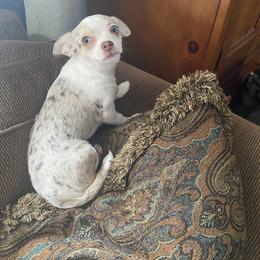 Chihuahua Puppies from Chilove Chihuahuas
