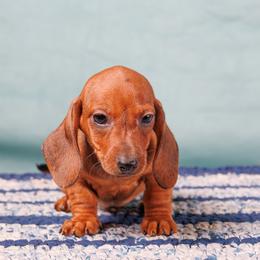 Ash - Red male Dachshund puppy in Auxvasse, Missouri from Above Par Kennels