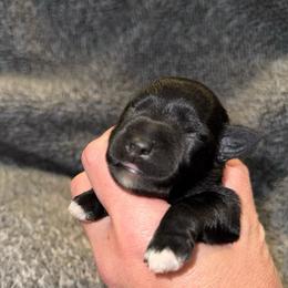 Delilah's black beauty female - Black female Miniature Schnauzer puppy in Forest, Virginia from Prestige Kennel LLC