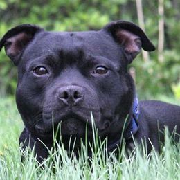 Staffordshire Bull Terriers from Red Rocks Staffordshire Bull Terriers