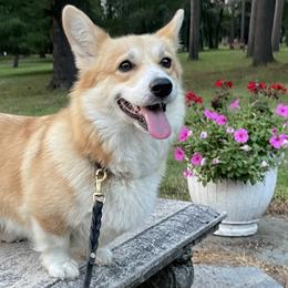 Pembroke Welsh Corgis from Lola’s Corgis