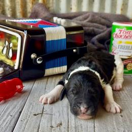 Crawfish - Light Blue Collar - Black and white male Bernedoodle puppy in Carencro, Louisiana from Southern Bayou Poodles and Doodles