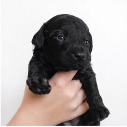 Beth - Black female Goldendoodle puppy in Cocoa, Florida from The Coastal Homestead