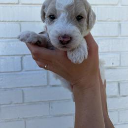 Sheepadoodle Puppies from Jonsies Pups