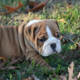 Boy 2 - Fawn male Bulldog puppy in Bradleyville, Missouri from HurstBulldogs