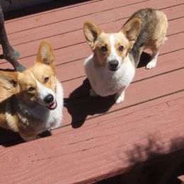 Pembroke Welsh Corgi Puppies from Avalon Farms Pembroke Welsh Corgis