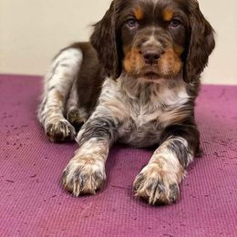 English Springer Spaniel Puppies from 31 Pines Springers & Retrievers