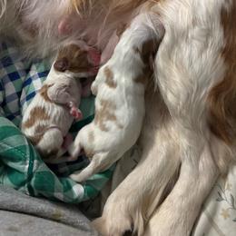 Cavalier King Charles Spaniel puppies from Puddlejumpers