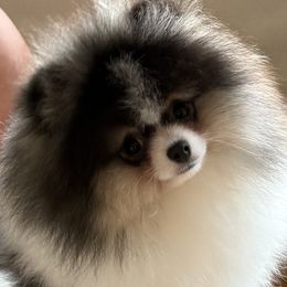 Jasper - Tri-colored male Pomeranian puppy in Burton, Michigan from Ranger's Pomeranians