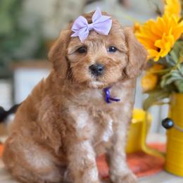 Purple - Red  female Goldendoodle puppy in Hesperia, Michigan from Red Acres Poodles & Doodles