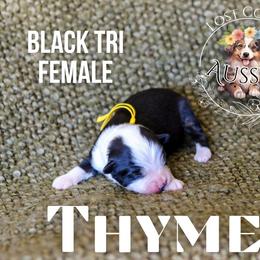 Thyme - Black tri female Miniature American Shepherd puppy in Ferndale, California from Lost Coast Aussies