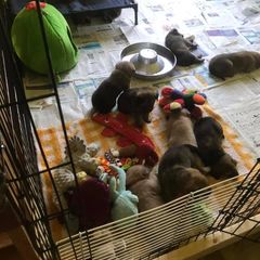 Chinook Puppies from Forever Greene Chinooks
