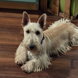 Cowboy - Scottish Terrier