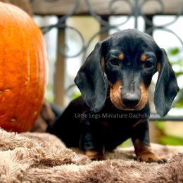 Dachshund Puppies from Little Legs Miniature Dachshunds