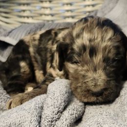 Goldendoodles from Chocolate Doodle Puppy Boutique