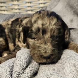 Goldendoodles from Chocolate Doodle Puppy Boutique