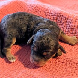 Girl 4 - Phantom female Bernedoodle puppy in Sparta, Missouri from Sis' Doodles & Poodles