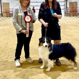 Maverick - Australian Shepherd