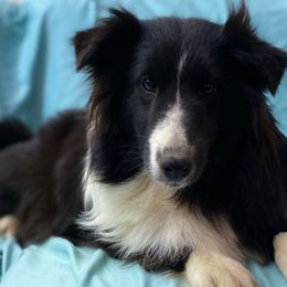 Paisley - Black and white female Shetland Sheepdog puppy in Lufkin, Texas from Milady’s Shelties East Texas