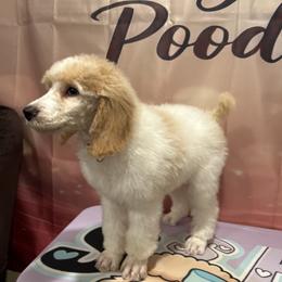 Daisy - Parti female Poodle puppy in Mobile, Alabama from Semmy’s Standard Poodle LLC