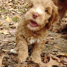 Cockapoo Puppies from Cano Cockapoos