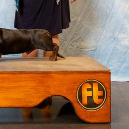 Dachshund Puppies from Lil Deschutes