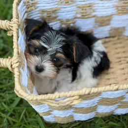 Hudson - Black tan and white male Biewer Terrier puppy in Liberty, Texas from Tiny Yorkshire pups