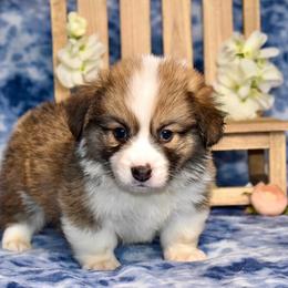 Ryder - Sable male Pembroke Welsh Corgi puppy in East Canton, Ohio from Victorian Farms