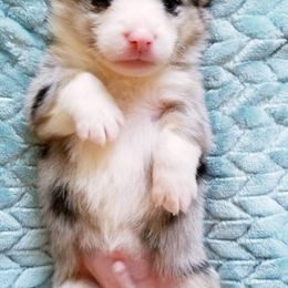American Corgi and Pembroke Welsh Corgi Puppies from Whimsical Treasure Corgis