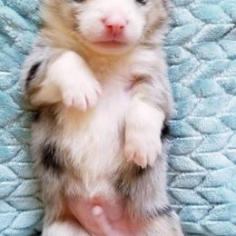 American Corgi and Pembroke Welsh Corgi Puppies from Whimsical Treasure Corgis